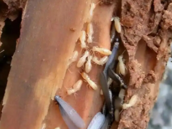 鼎城白蚁防治公司分享老旧房屋白蚁专项防护，解决老房虫害反复难题